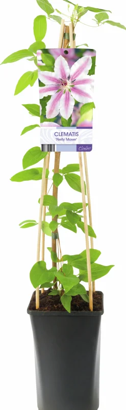 Klematis Storblommig 'Nelly Moser'><noscript><img width=