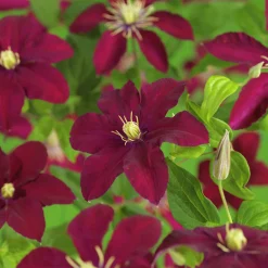 Klematis Storblommig 'Niobe'><noscript><img width=