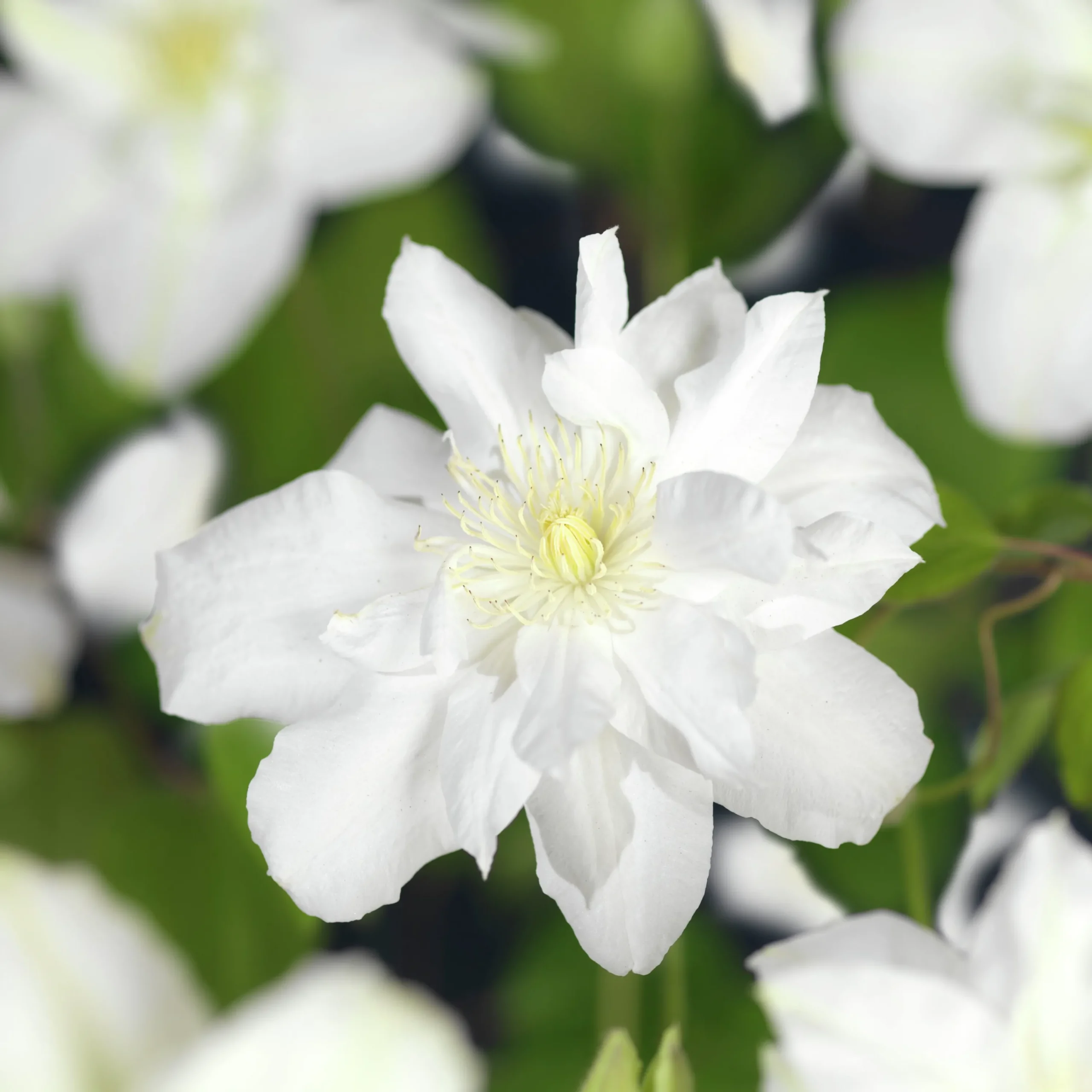 Klematis 'Sylvia Denny'>Omnia garden Clearance