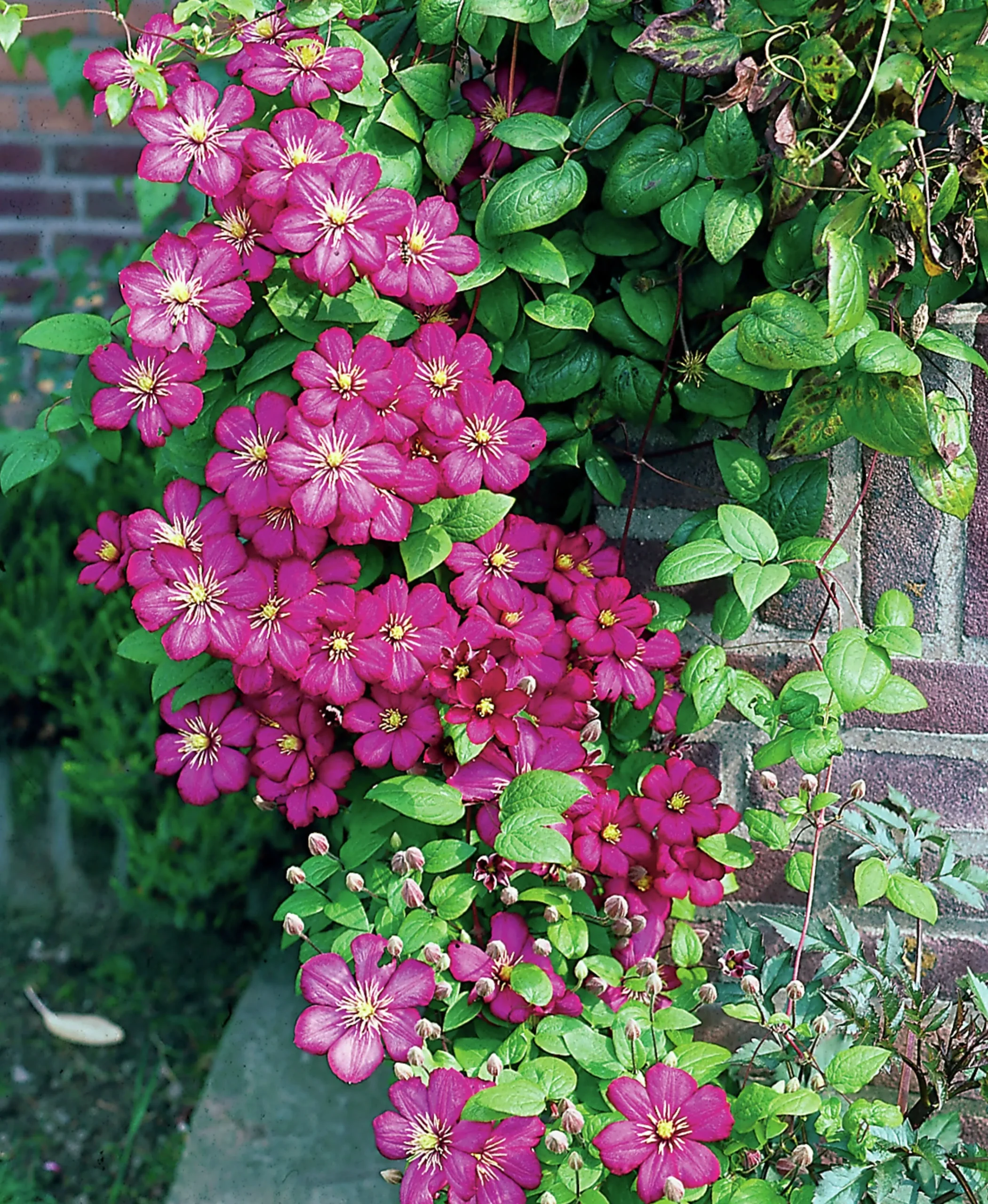 Klematis 'Ville de Lyon'>Omnia garden Outlet