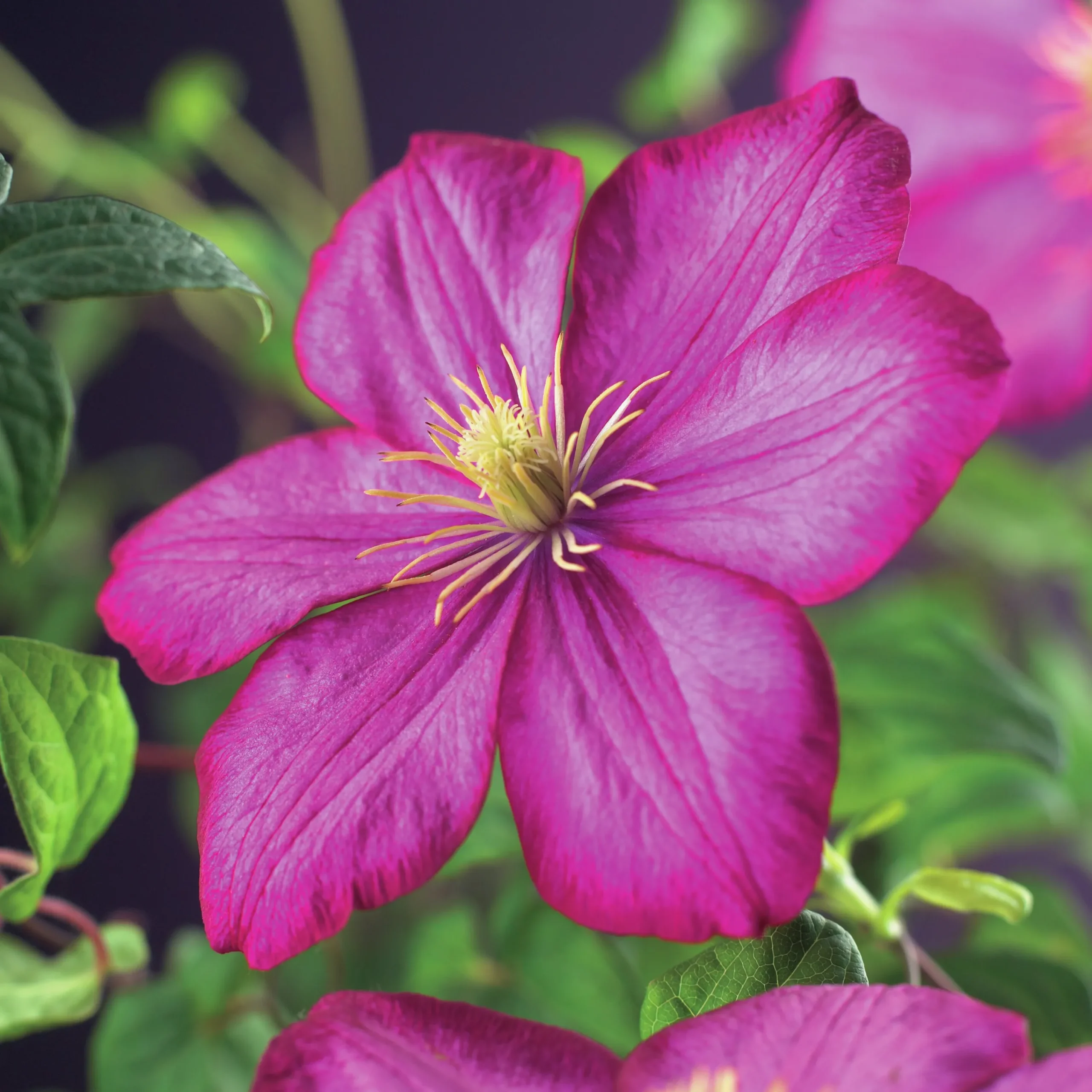 Klematis 'Ville de Lyon'>Omnia garden Outlet