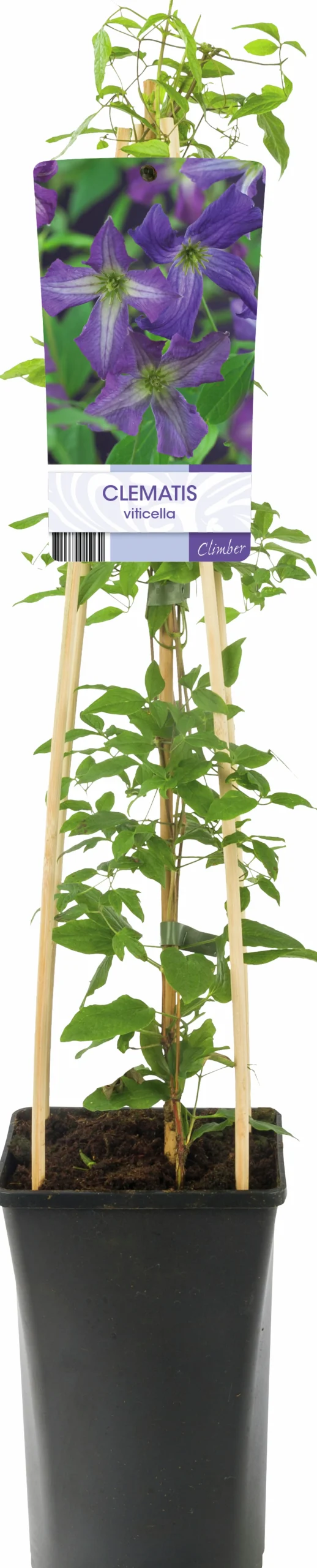 Klematis Viticella 'Blå'>Omnia garden Outlet