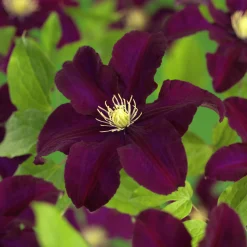 Klematis 'Warszawska Nike'>Omnia garden New