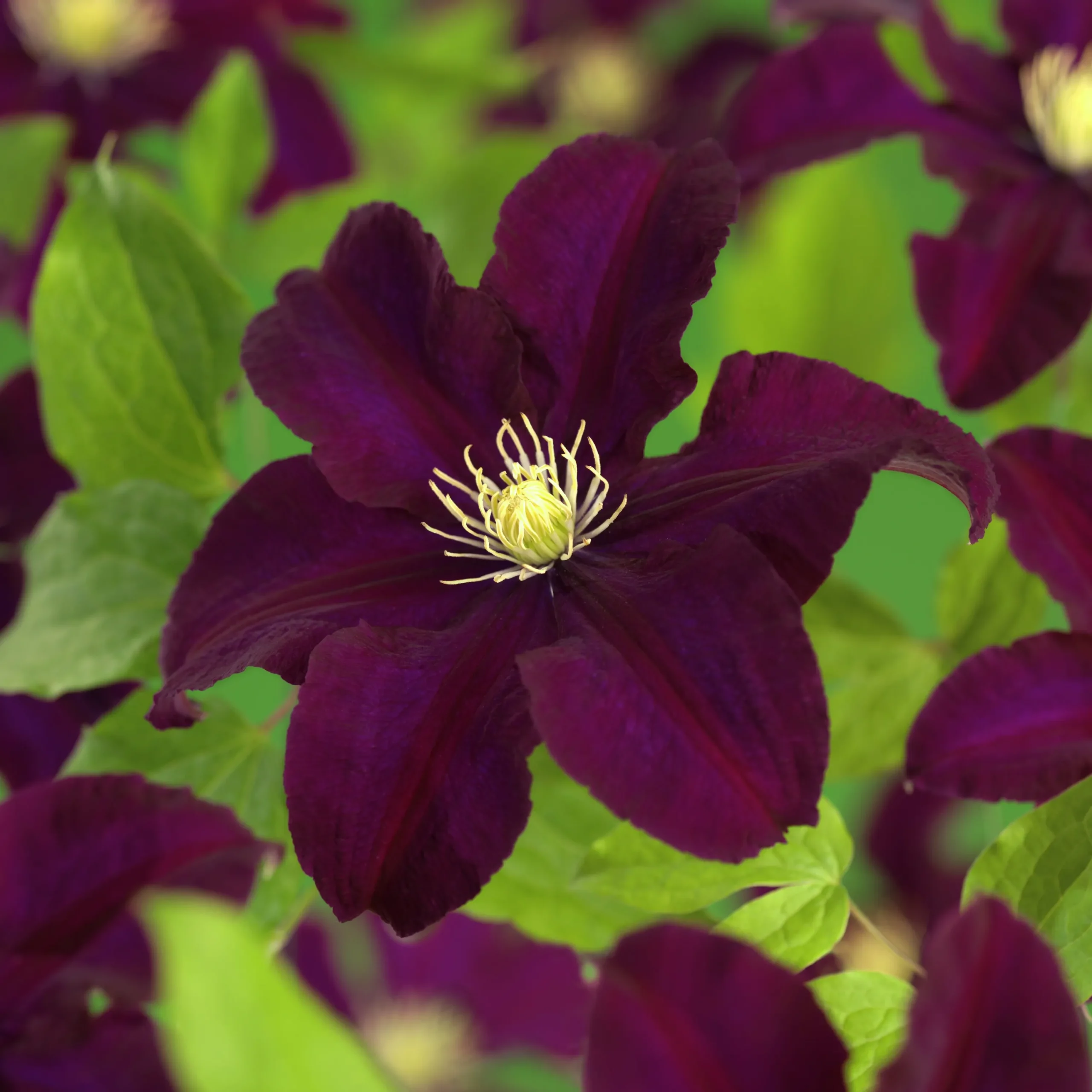 Klematis 'Warszawska Nike'>Omnia garden New
