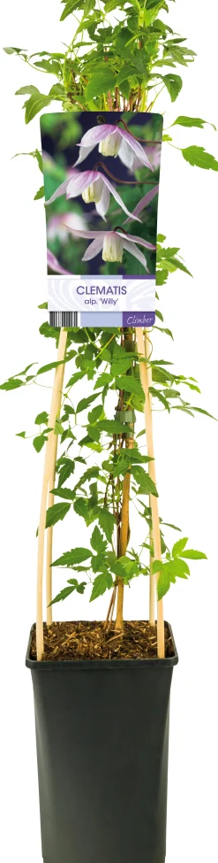 Klematis 'Willy'>Omnia garden Outlet