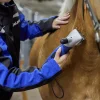 Klippmaskin C250 nöt/häst>DeLaval Discount