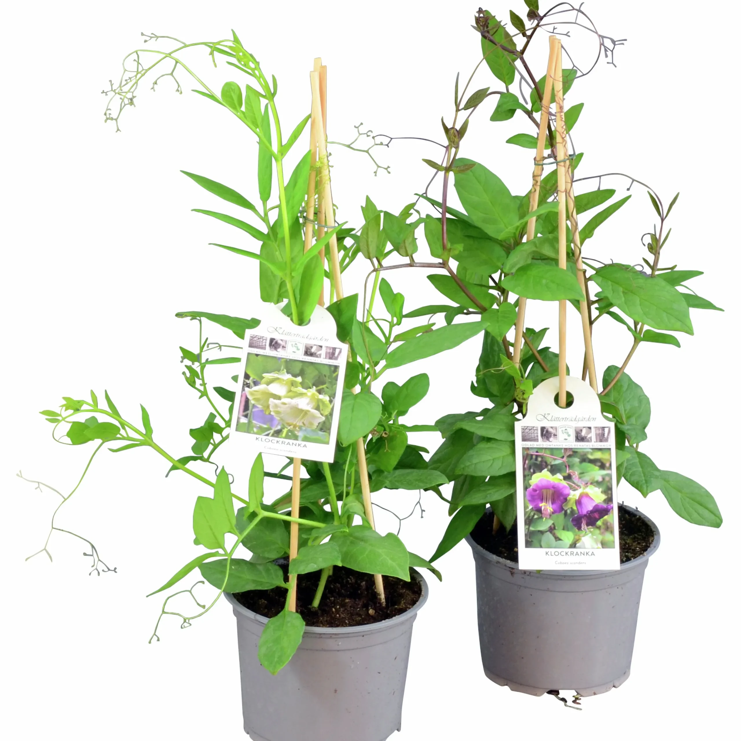 Klockranka lat. Cobaea scandens>Mäster Grön Best