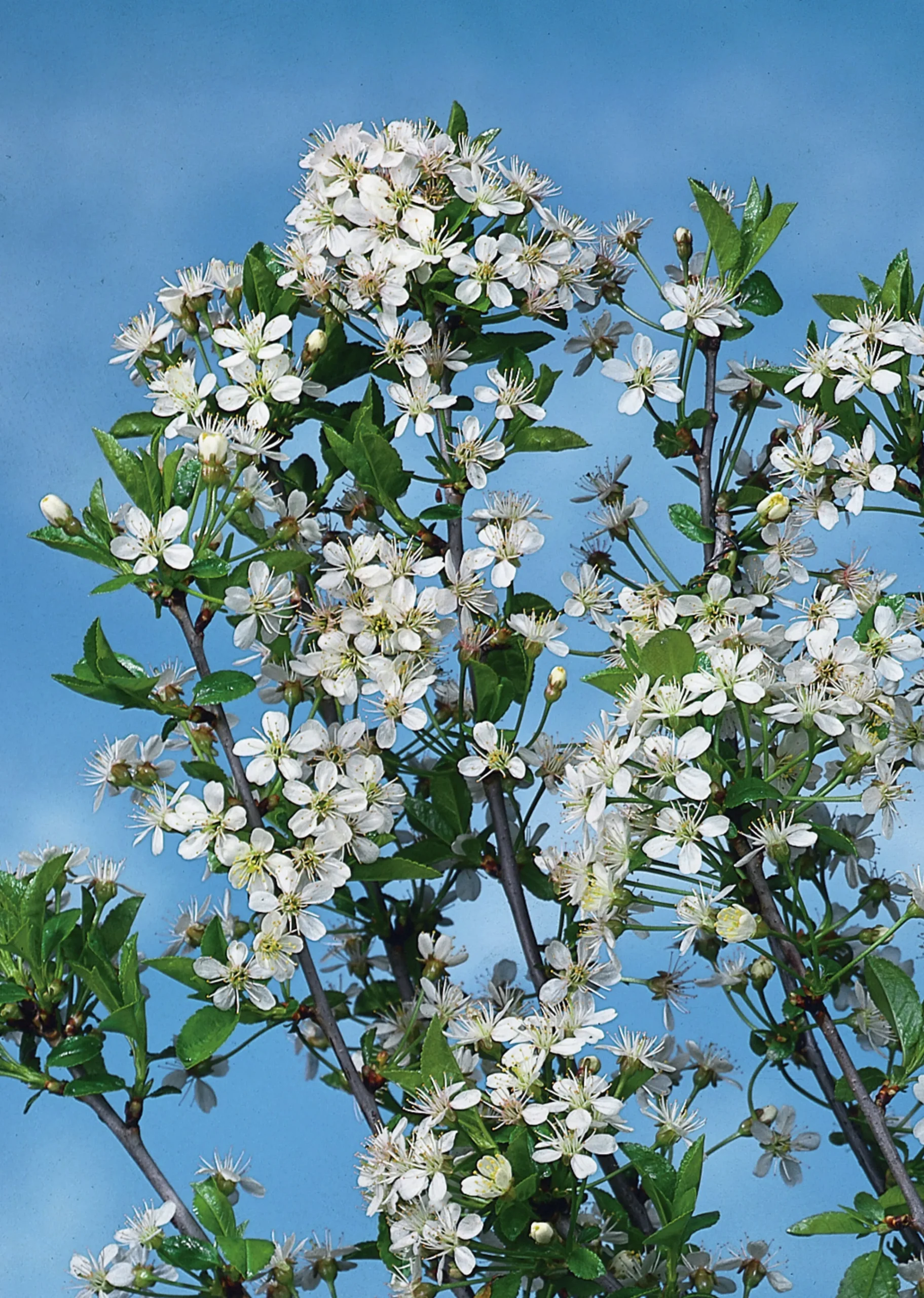 Klotkörsbär>Omnia garden Hot