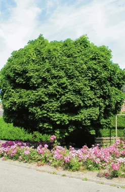 Klotlönn 'Globosum'>Omnia garden