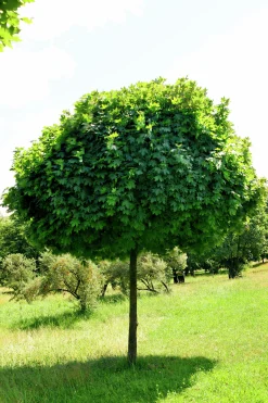 Klotlönn 'Globosum' Goliath Högstam Barrotad><noscript><img width=
