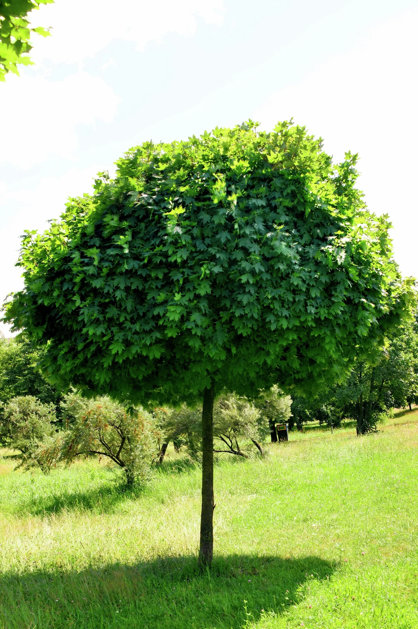 Klotlönn 'Globosum' Goliath Högstam Barrotad>Omnia garden