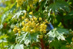 Klotlönn 'Globosum' Goliath Högstam Barrotad><noscript><img width=