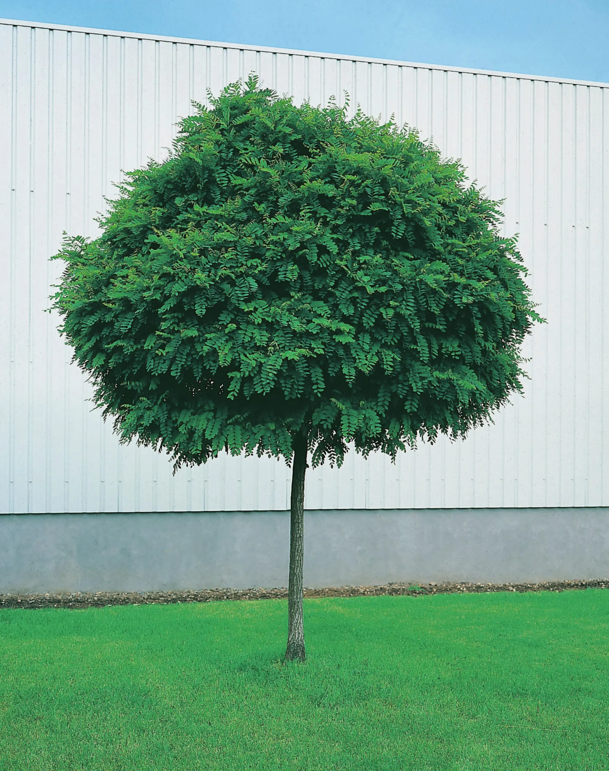 Klotrobinia Goliath Högstam Barrotad>Omnia garden Sale