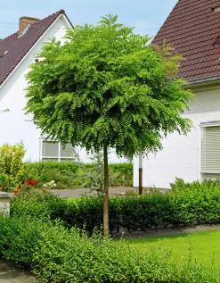 Klotrobinia Goliath Högstam Barrotad><noscript><img width=