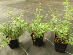 Klätterbenved 'Emerald Gaiety' Krukodlad>Omnia garden Sale