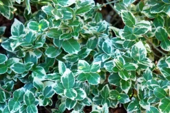 Klätterbenved 'Emerald Gaiety' Krukodlad>Omnia garden Sale