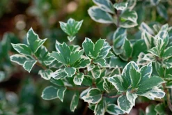 Klätterbenved 'Emerald Gaiety' Krukodlad><noscript><img width=