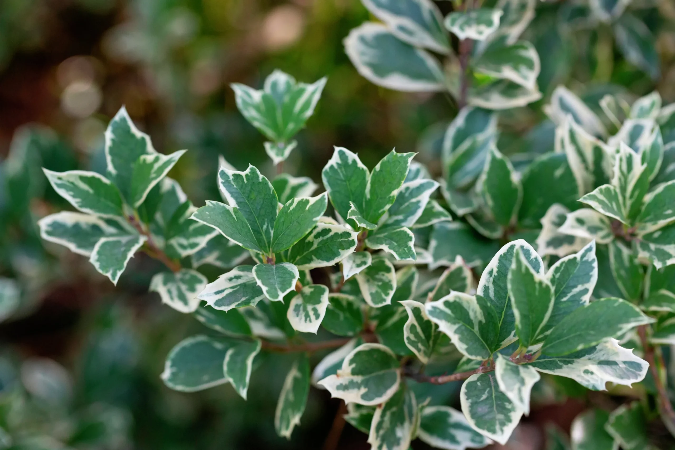 Klätterbenved 'Emerald Gaiety' Krukodlad>Omnia garden Sale