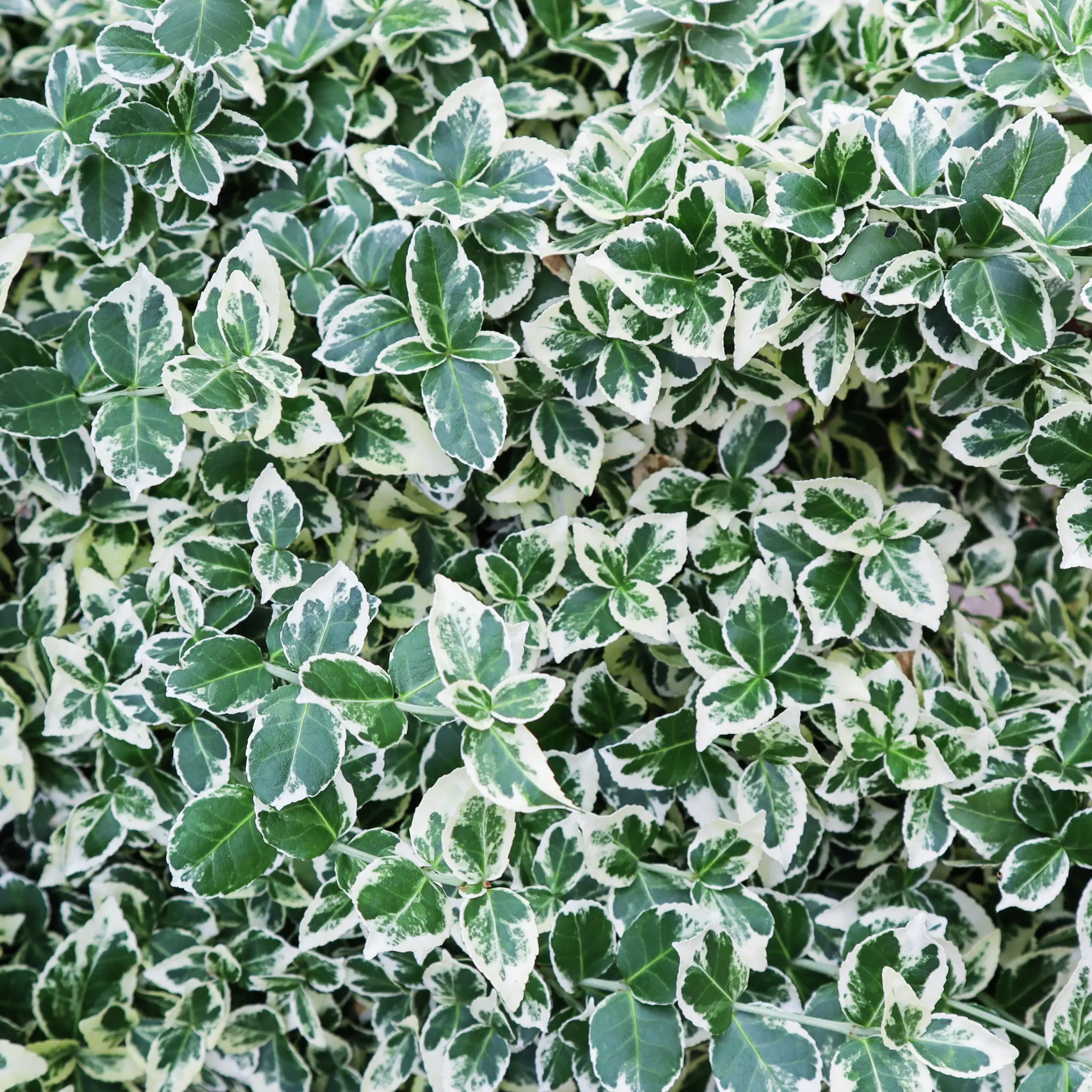 Klätterbenved 'Emerald Gaiety' Krukodlad>Omnia garden Sale