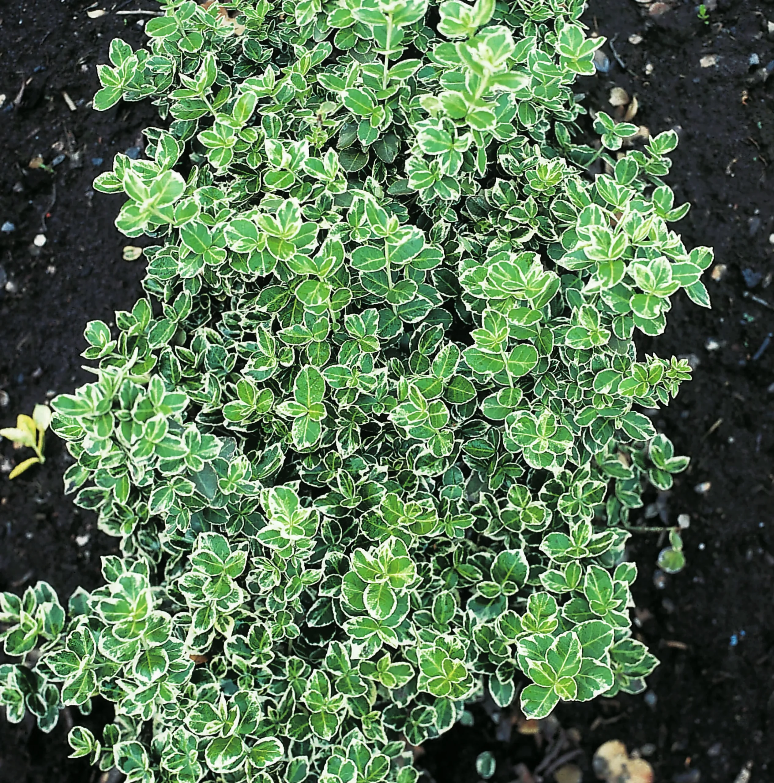Klätterbenved 'Emerald Gaiety' Krukodlad>Omnia garden Sale