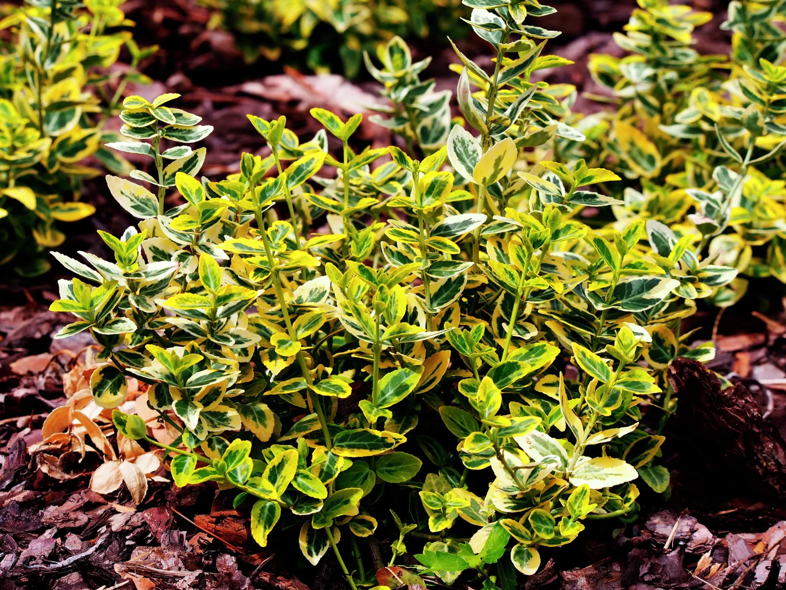Klätterbenved 'Emerald'n'Gold' Krukodlad>Omnia garden Discount