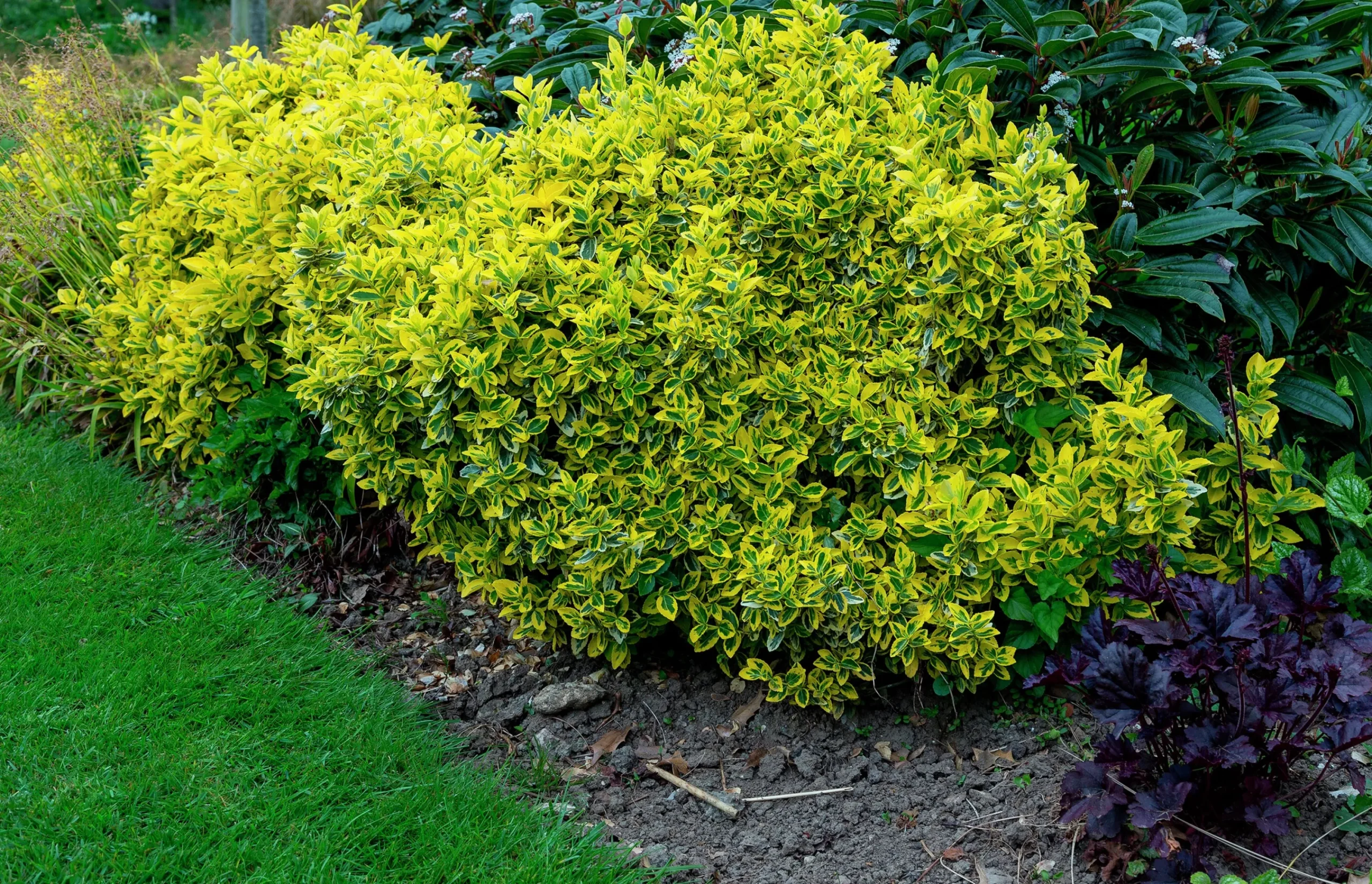 Klätterbenved 'Emerald'n'Gold' Krukodlad>Omnia garden Discount