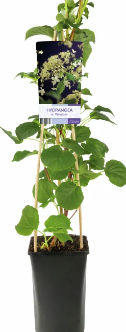 Klätterhortensia>Omnia garden Discount
