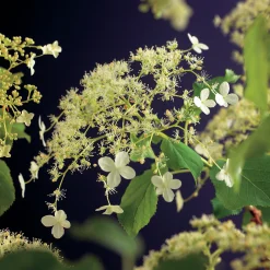 Klätterhortensia><noscript><img width=