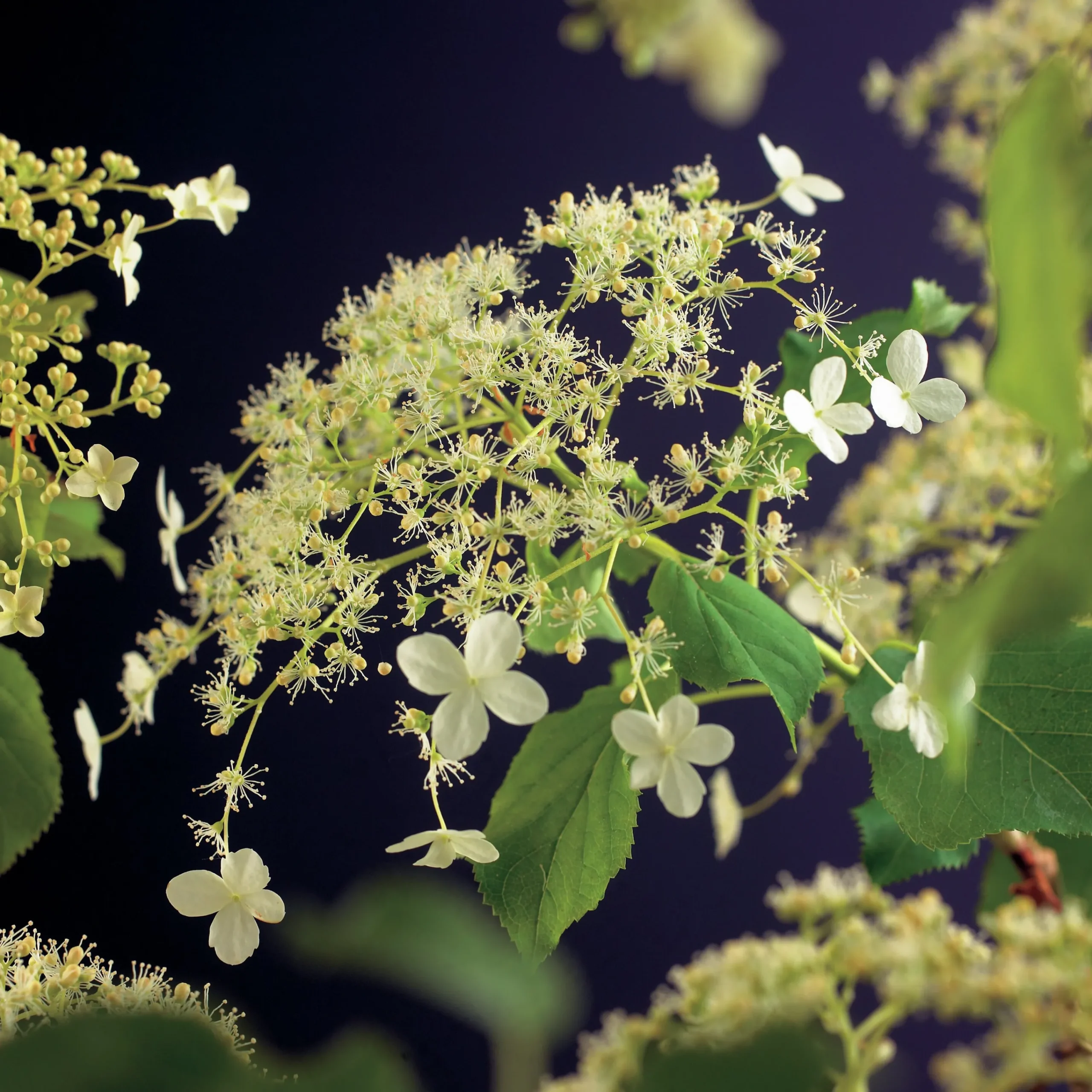 Klätterhortensia>Omnia garden Discount
