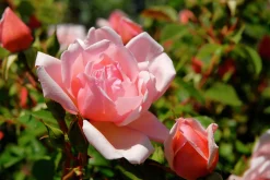 Klätterros 'Albertine' Barrotad>Omnia garden Discount