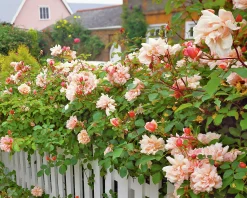 Klätterros 'Albertine' Barrotad>Omnia garden Discount