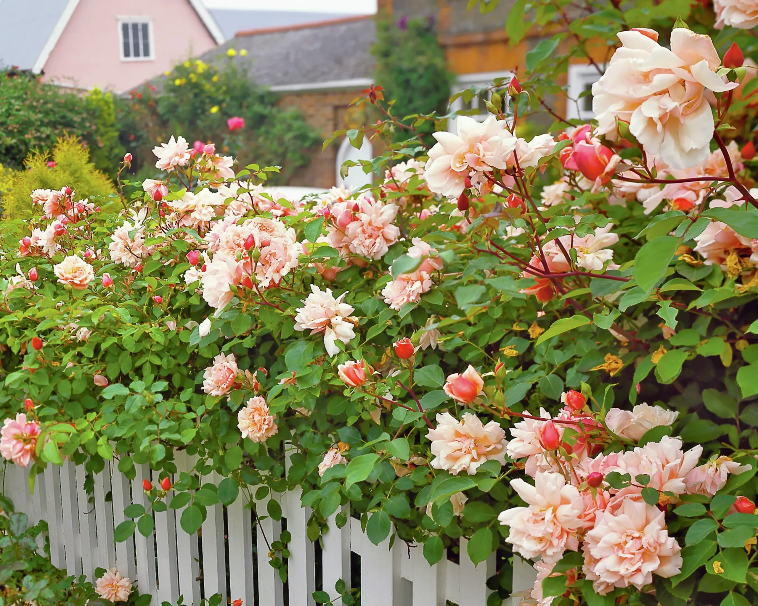 Klätterros 'Albertine' Barrotad>Omnia garden Discount