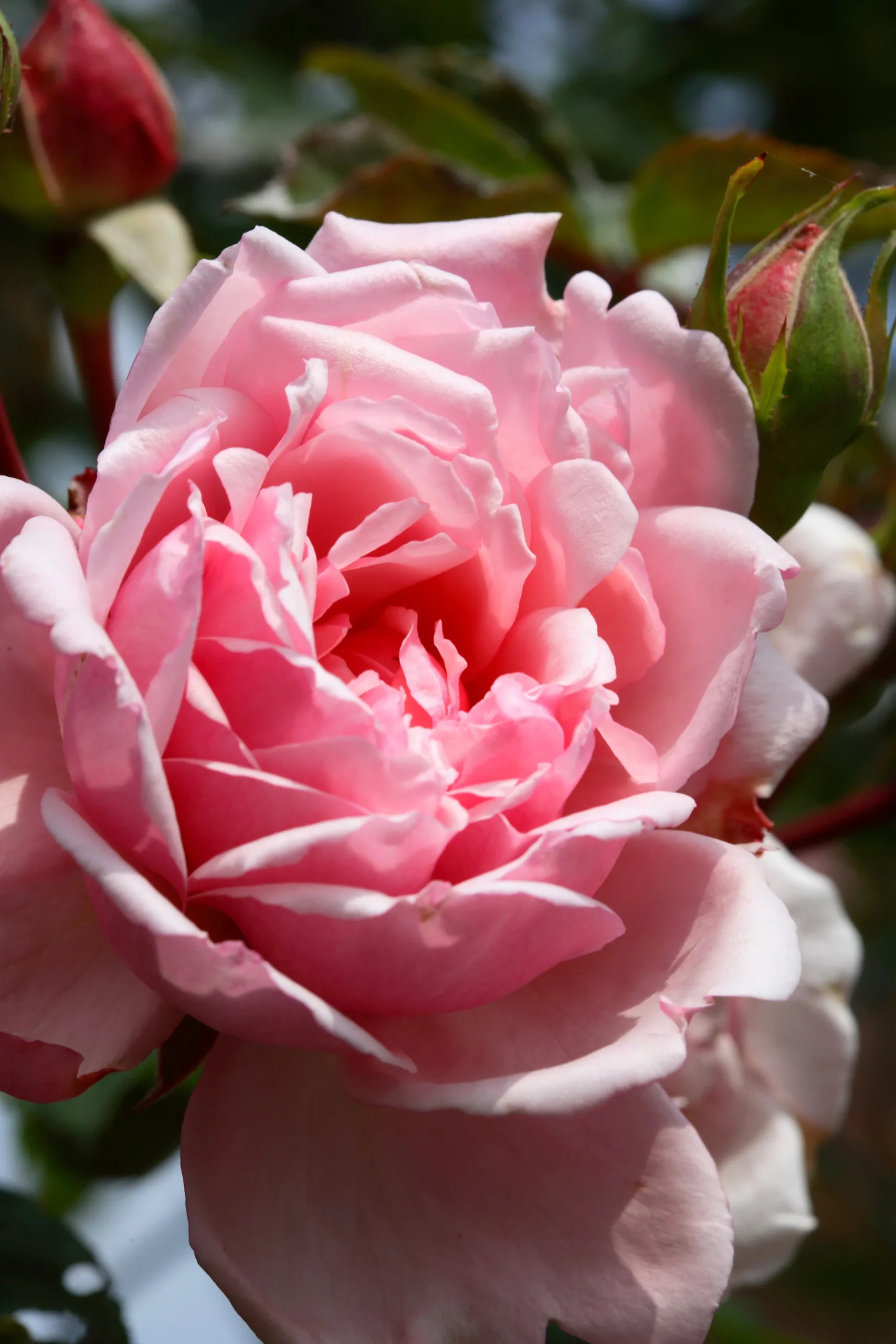 Klätterros 'Albertine' Barrotad>Omnia garden Discount
