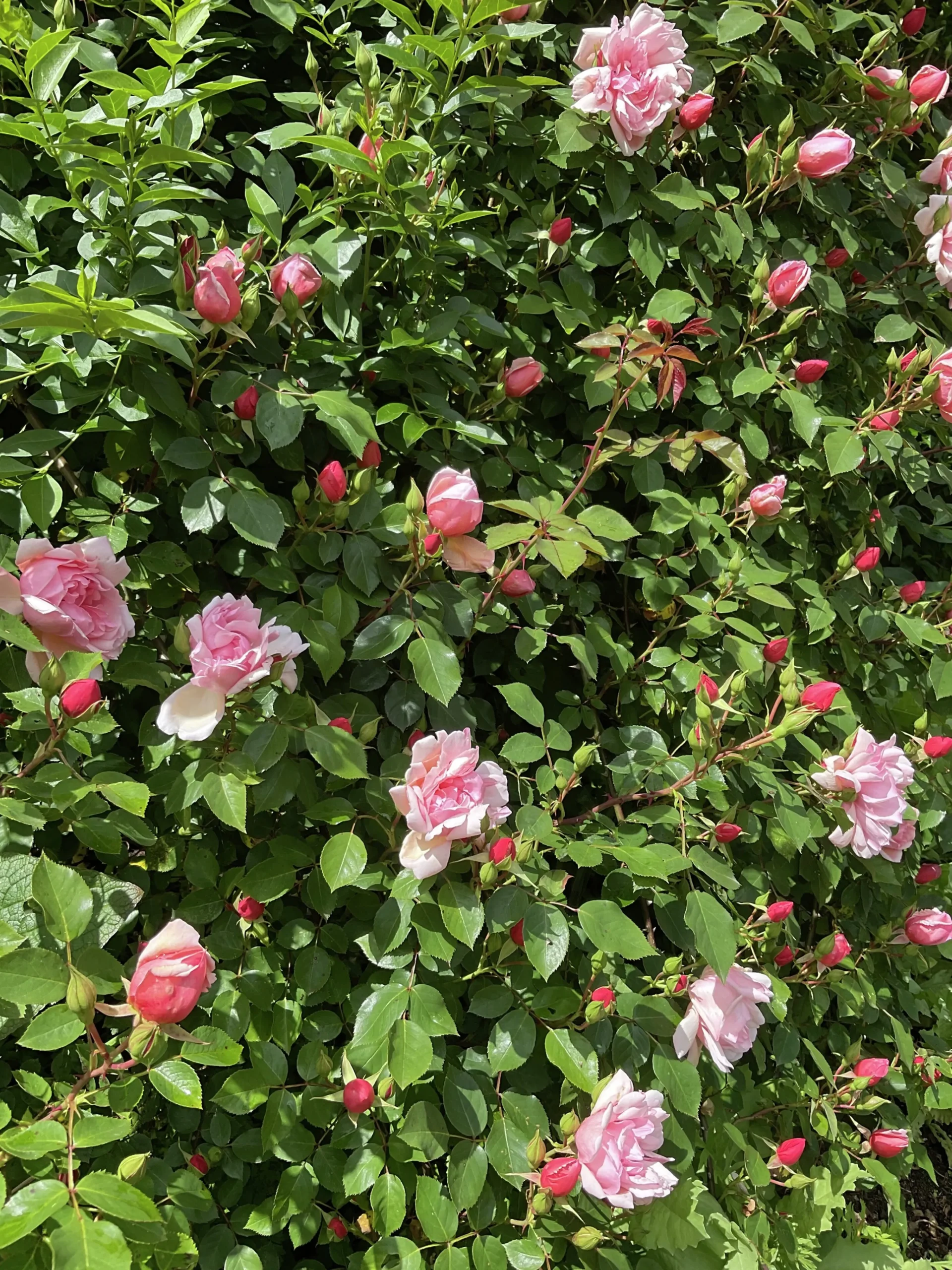 Klätterros 'Albertine' Barrotad>Omnia garden Discount