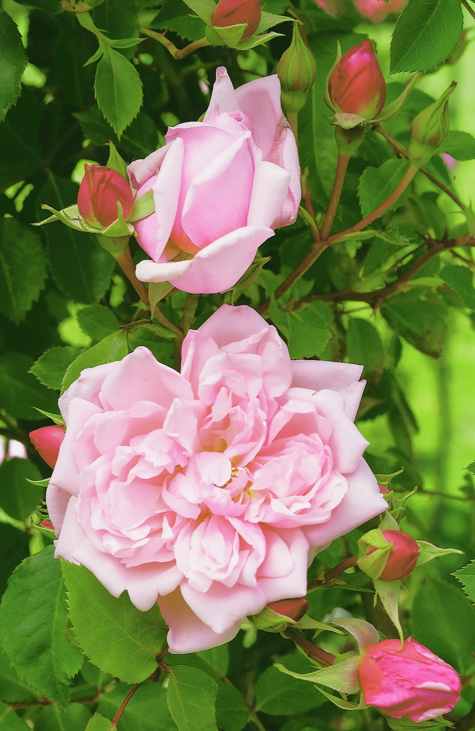 Klätterros 'Albertine' Barrotad>Omnia garden Discount