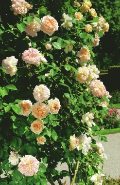 Klätterros 'Alchymist' Barrotad><noscript><img width=
