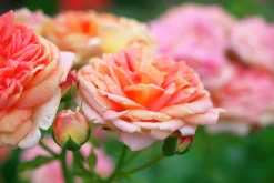 Klätterros 'Alchymist' Barrotad><noscript><img width=