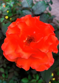 Klätterros 'Brilliant' 'Korbisch' Barrotad>Omnia garden Online