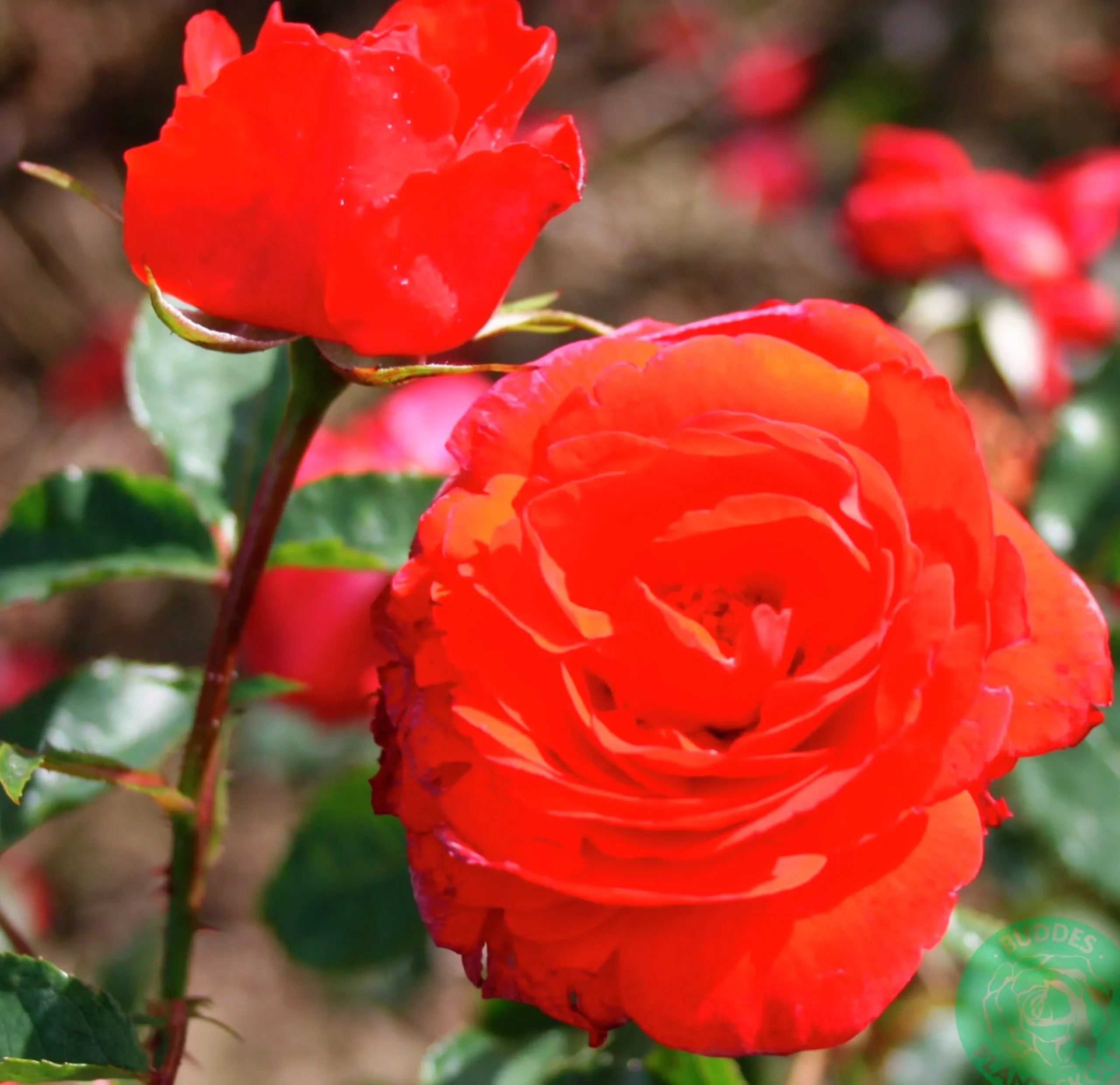 Klätterros 'Brilliant' 'Korbisch' Barrotad>Omnia garden Online