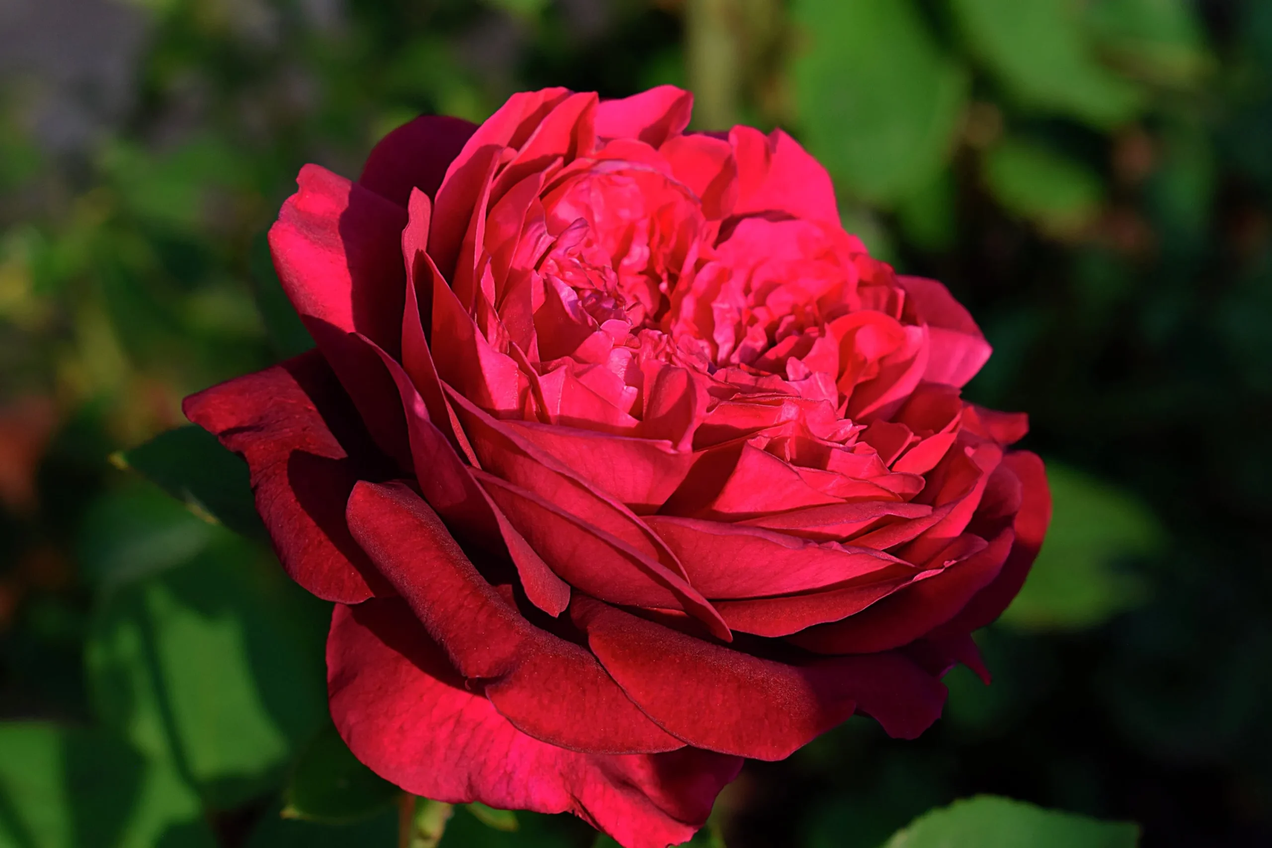 Klätterros 'Crazy in Love Red' Barrotad>Omnia garden Hot