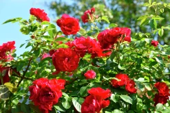 Klätterros 'Flammentanz' 'Korflata' Barrotad><noscript><img width=
