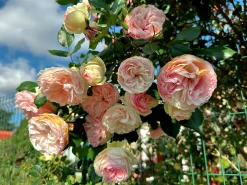 Klätterros 'Giardina' 'Tan97286' Barrotad>Omnia garden