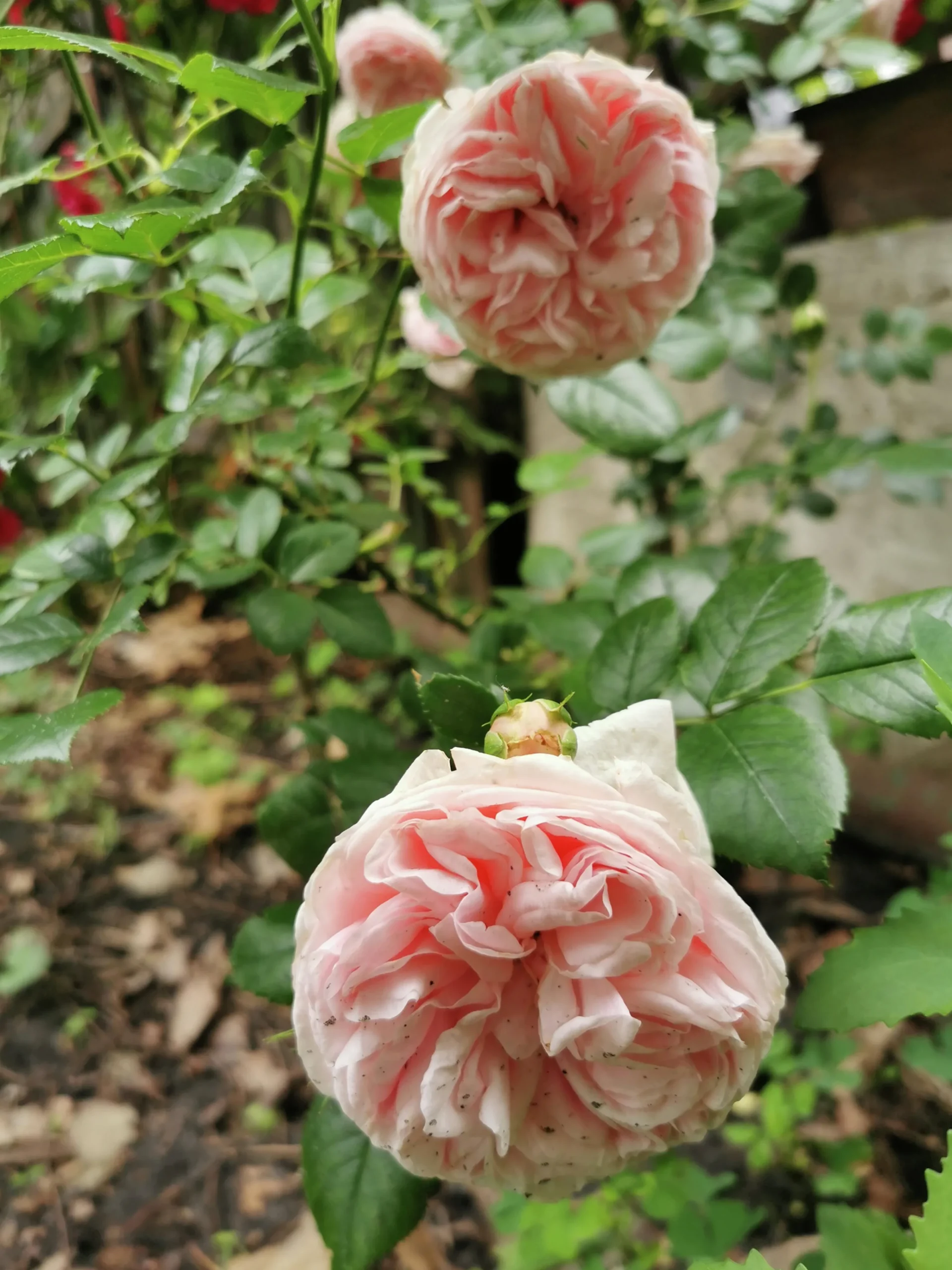 Klätterros 'Giardina' 'Tan97286' Barrotad>Omnia garden