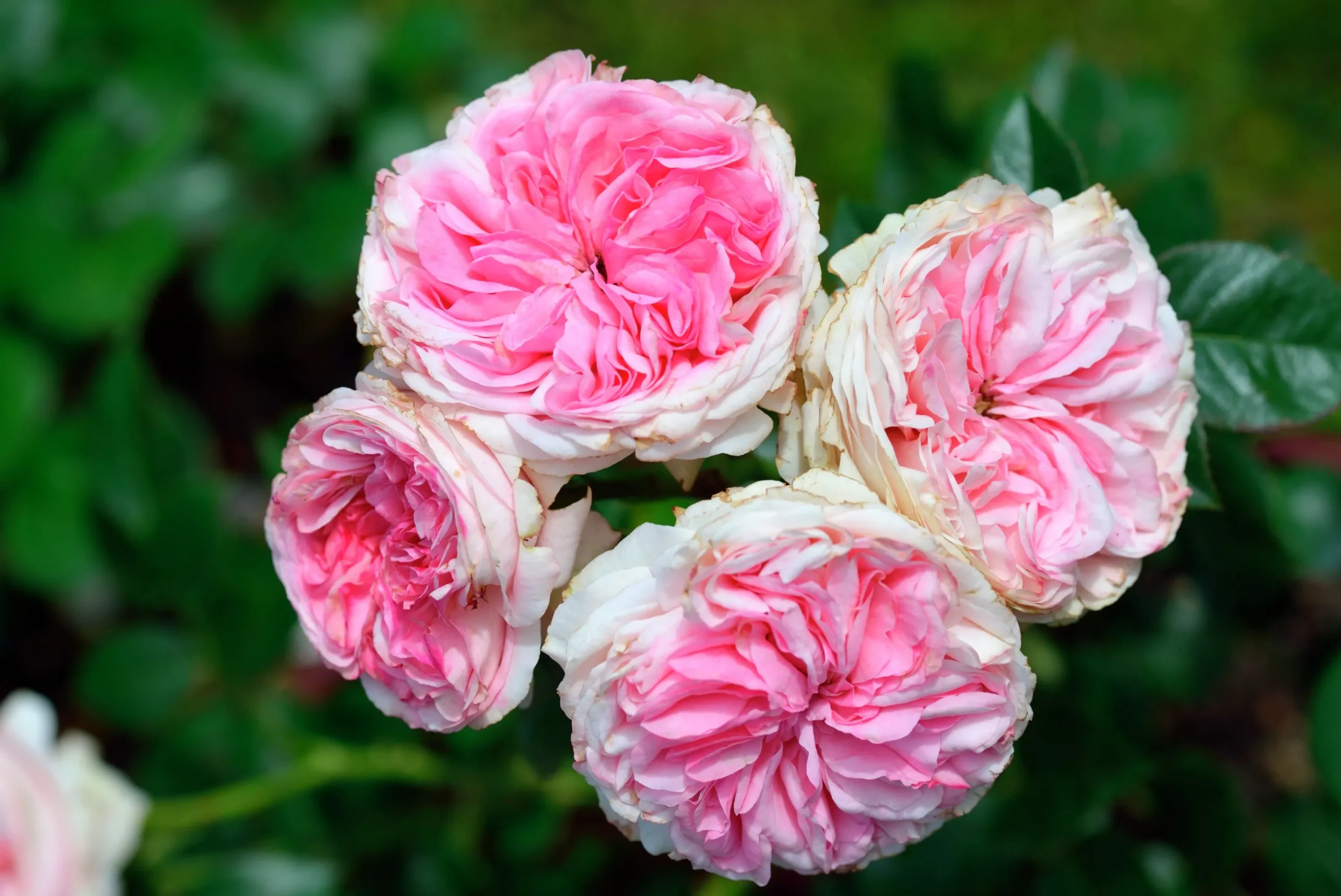 Klätterros 'Giardina' 'Tan97286' Barrotad>Omnia garden