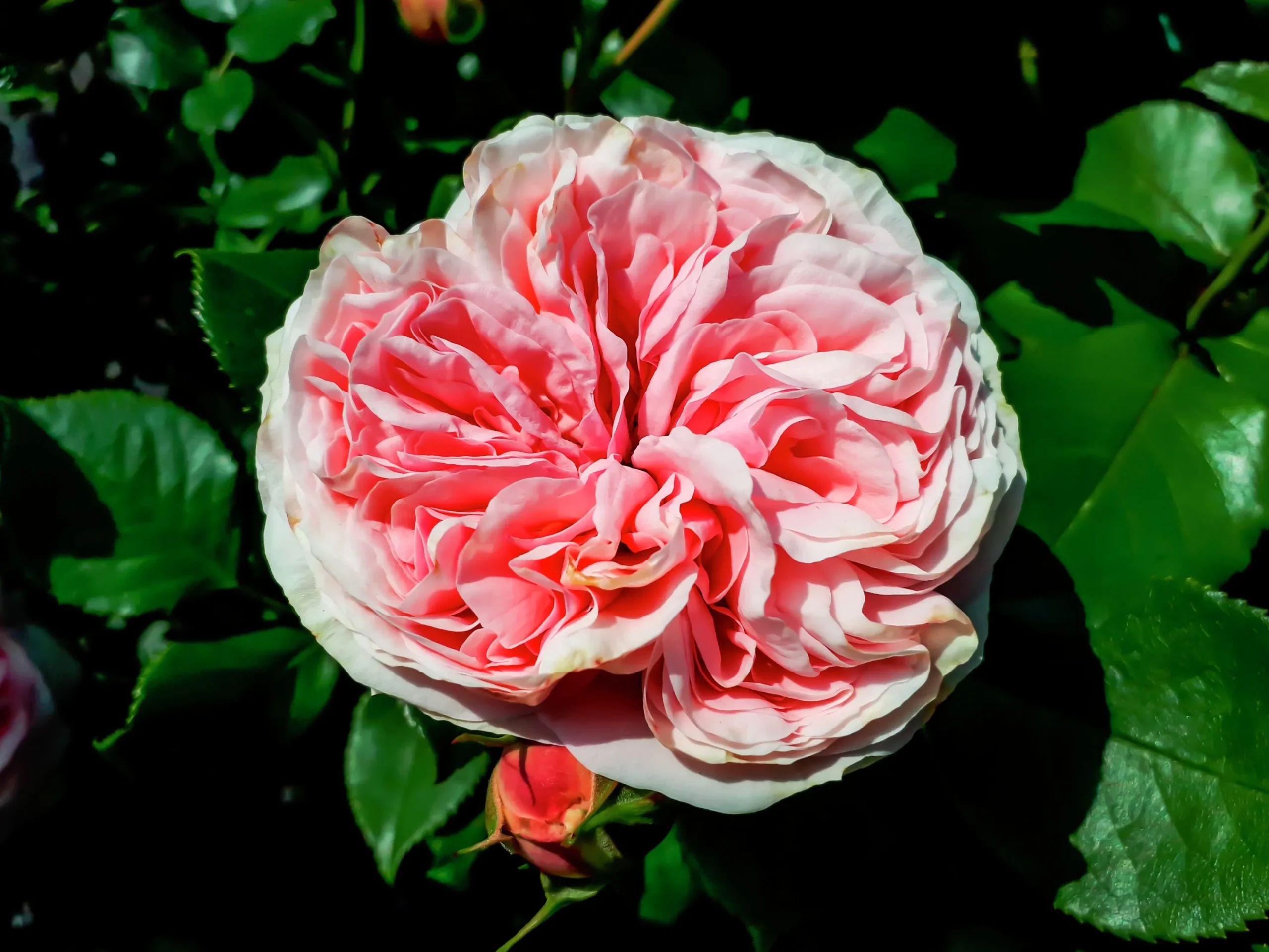 Klätterros 'Giardina' 'Tan97286' Barrotad>Omnia garden