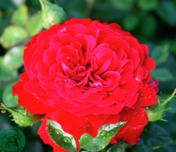 Klätterros 'Grand Award' 'Poulcy014' Barrotad>Omnia garden Clearance