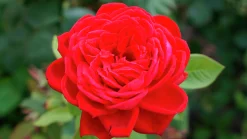 Klätterros 'Grand Award' 'Poulcy014' Barrotad>Omnia garden Clearance