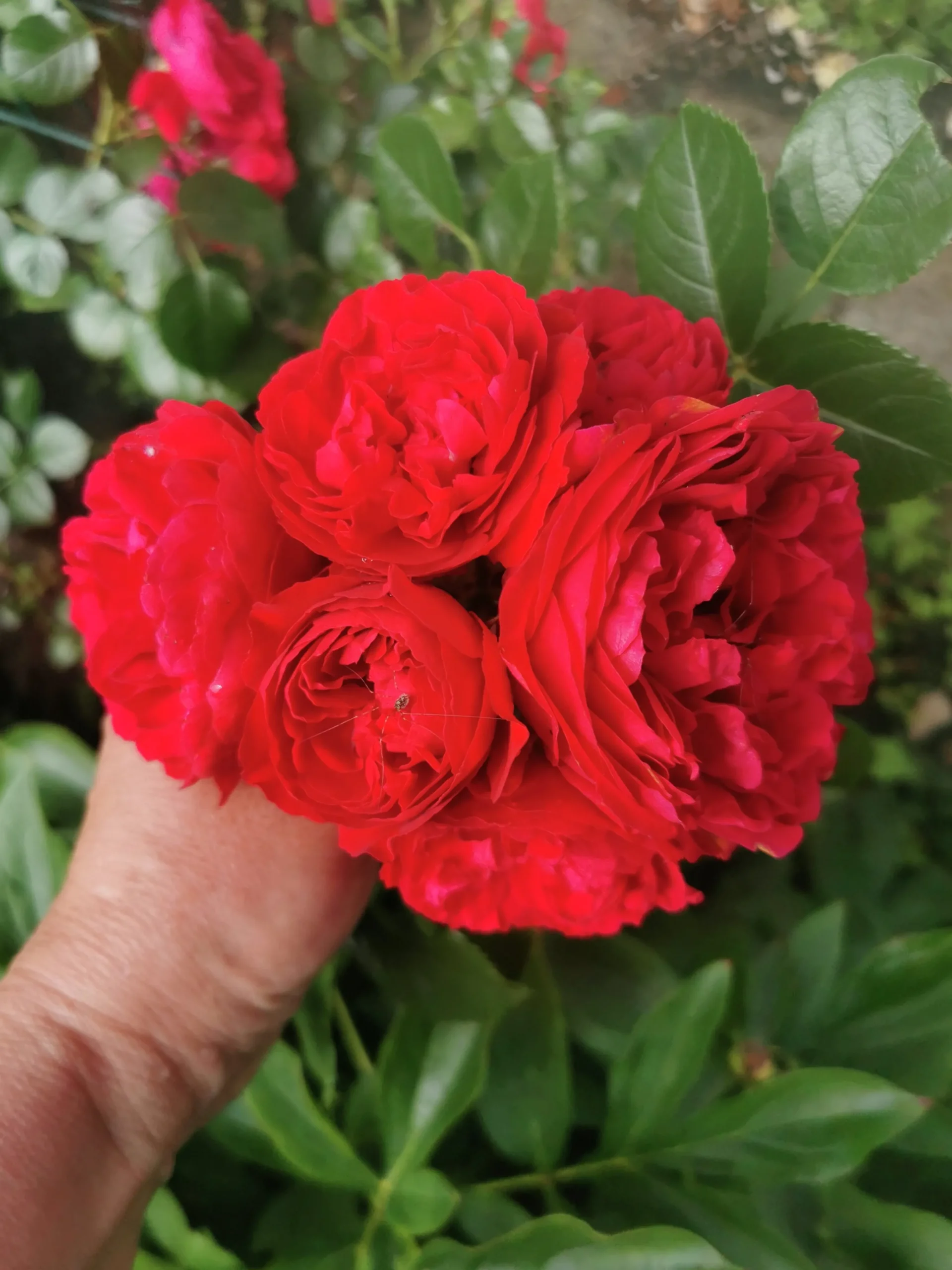 Klätterros 'Grand Award' 'Poulcy014' Barrotad>Omnia garden Clearance