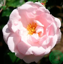 Klätterros 'New Dawn' Barrotad>Omnia garden Sale