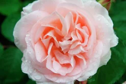 Klätterros 'Penny Lane' 'Hardwell' Barrotad>Omnia garden Online